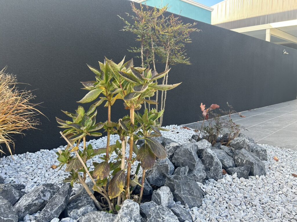 植栽　目隠し　エクステリア　外構　